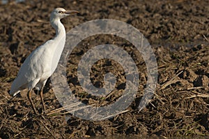 Cattle Egret - Bubulcus ibis looking for food photo