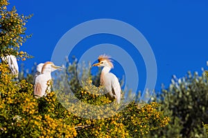 Cattle Egret, Bubulcus ibis nests to Morocco