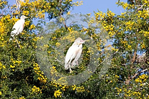 Cattle Egret, Bubulcus ibis nests to Morocco