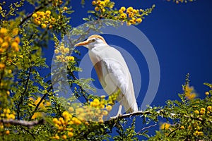 Cattle Egret, Bubulcus ibis nests to Morocco