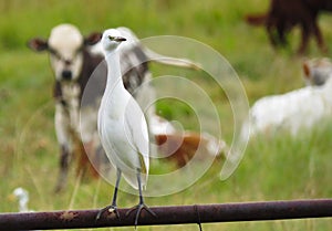 Cattle egret Bubulcus ibis, North West, South Africa