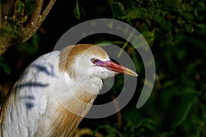 Cattle egret