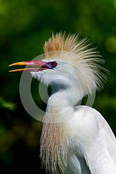 Cattle egret