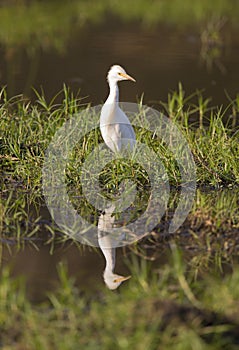 Cattle Egret (Bubulcus ibis) reflection