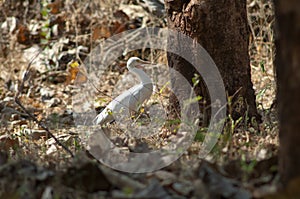 Cattle egret Bubulcus ibis, Sasan, Gir Sanctuary.