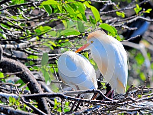 Cattle egret (Bubulcus ibis)