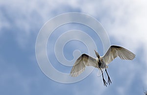 A Cattle Egret (Bubulcus ibis) taking off from a tree