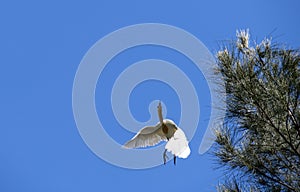 A Cattle Egret (Bubulcus ibis) taking off from a tree