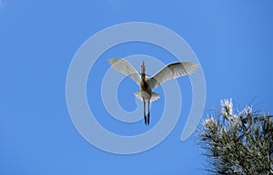 A Cattle Egret (Bubulcus ibis) taking off from a tree