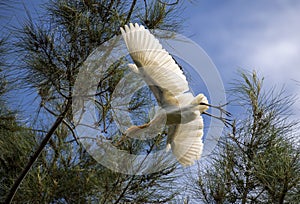 A Cattle Egret (Bubulcus ibis) taking of from a tree