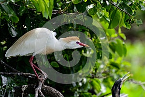 Cattle egret