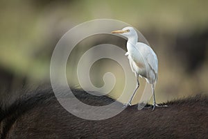 Cattle egret on Cape buffalo facing left