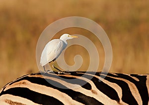 Cattle egret catching a ride on a zebras back