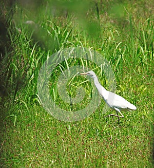 Cattle Egret photo