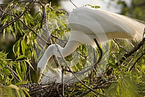 Cattle Egret with chicks