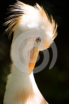 Cattle Egret