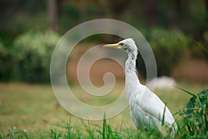 Cattle Egret in flight taking off in a nautural environment