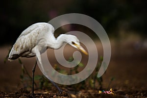 Cattle Egret in flight taking off in a nautural environment