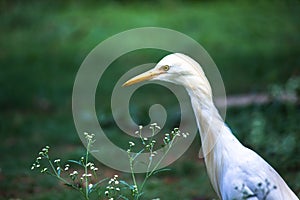 Cattle Egret in flight taking off in a nautural environment