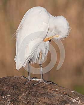 A cattle egret on a dead branch