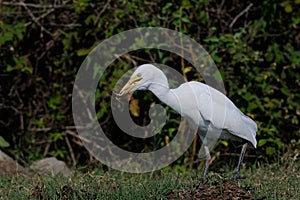 Cattle egret