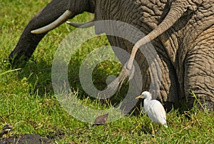 Cattle Egret and Elephant in collaboration