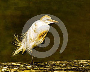 Cattle Egret in the Evening Light