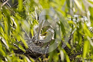 Cattle Egret feeding chicks