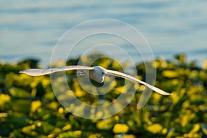 Cattle Egret in flight