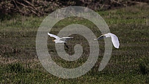 Cattle egret in flight over fields