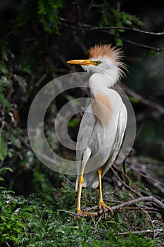 Cattle Egret in Florida