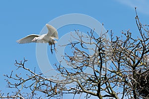 Cattle Egret flying