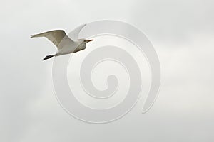 Cattle egret flying in cloudy sky in Orlando Wetlands Park. photo
