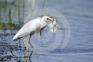 Cattle Egret With Frog