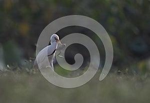 The cattle egret with frog hunt