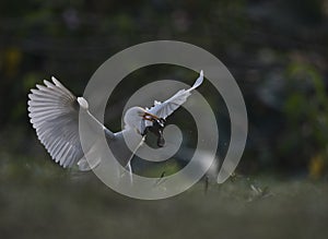 The cattle egret with frog hunt