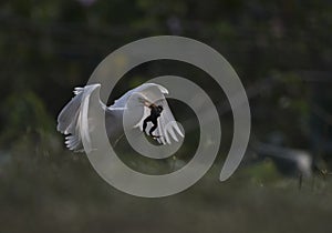 The cattle egret with frog hunt