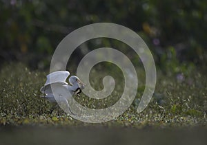 The cattle egret with frog hunt