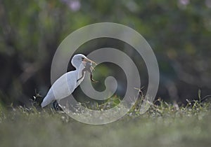 The cattle egret with frog hunt