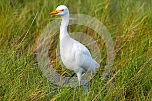Cattle egret in grassy swamp marsh.