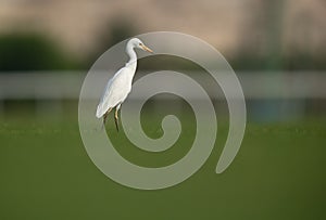 Cattle Egret on green grass, Bahrain