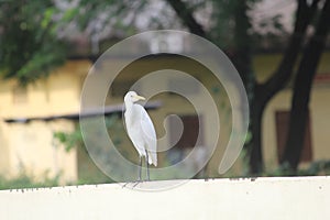 Cattle egret, heron  bird, green background Photo