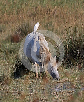 Cattle Egret