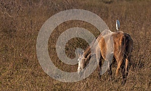 A Cattle Egret on a horse