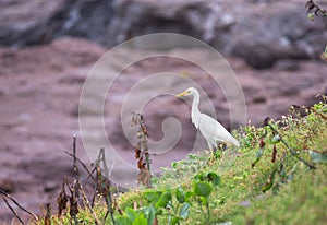 A Cattle Egret hunts on a grassy slope