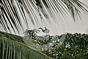Cattle Egret just taking off