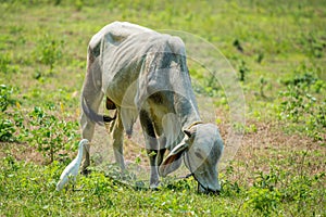 Cattle Egret and Kho-Lan cow in Thailand