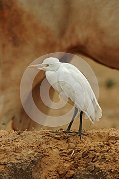 Cattle Egret, Koereiger, Bubulcus ibis coromandus