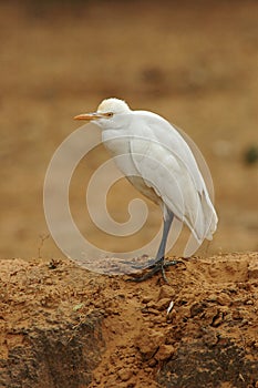 Cattle Egret, Koereiger, Bubulcus ibis coromandus