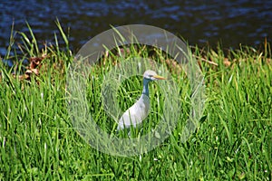 Cattle Egret in the grass photo